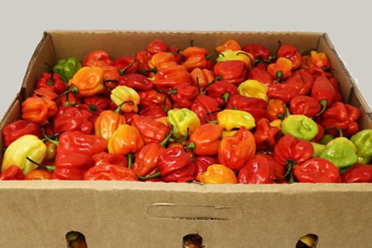 Habanero Peppers (1/2 BOX)