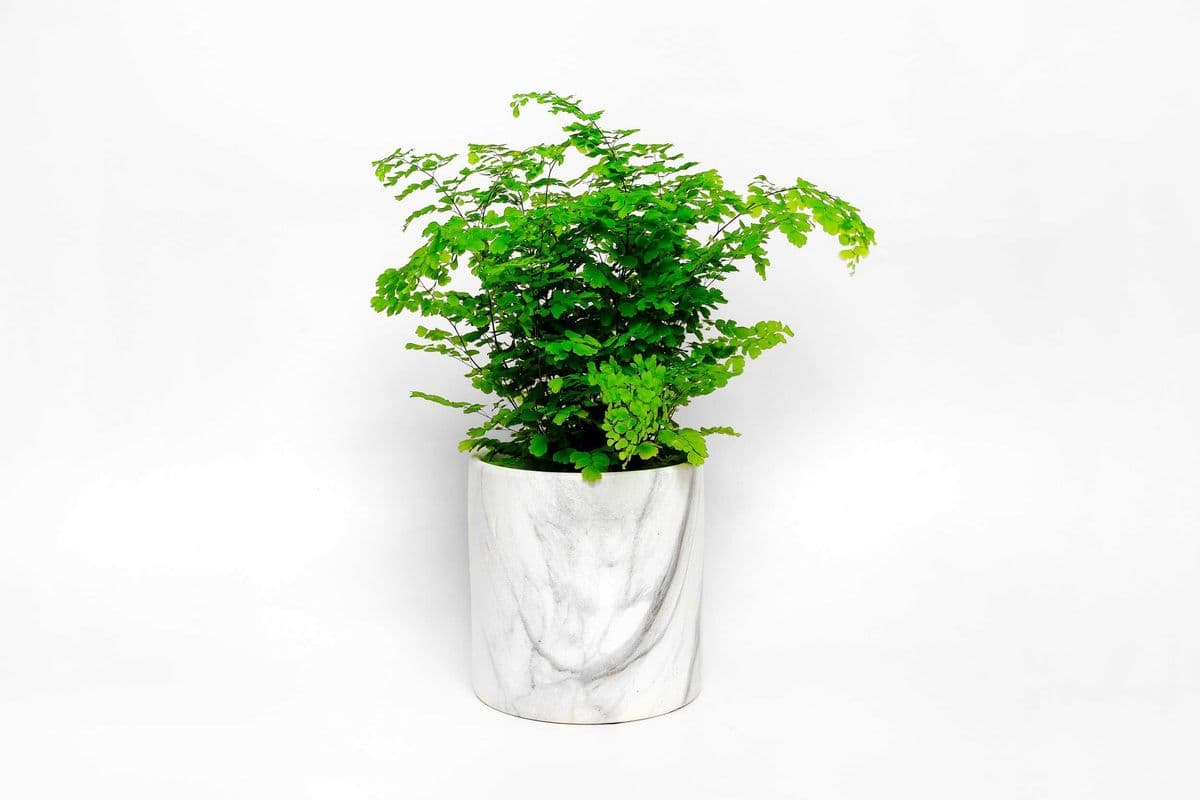Maidenhair Fern in Ceramic Planter SKU108P