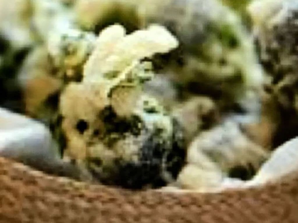 214. Broccoli Tempura (6pc)