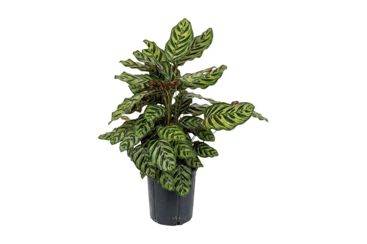 Calathea Makoyana Peacock - 10 Inch Pot