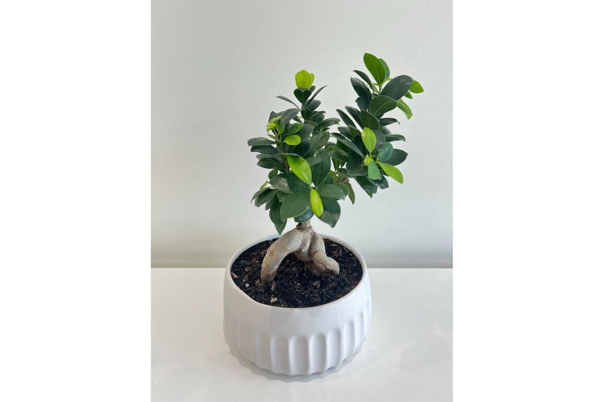 Bonsai