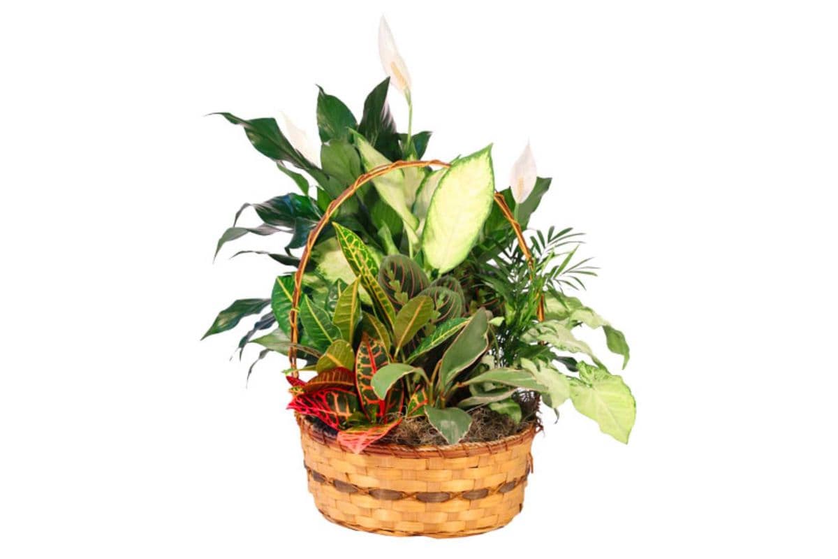 Plentiful Plant Basket Dish Garden