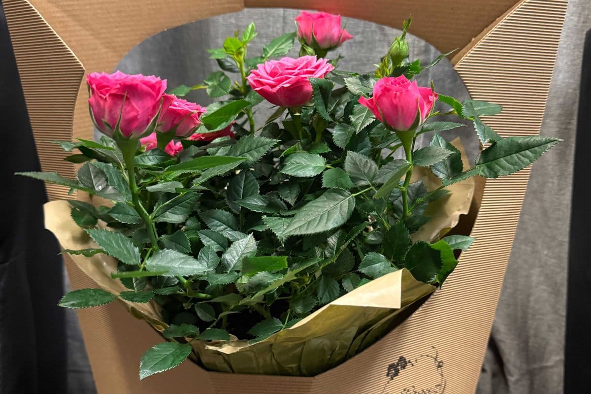 Potted Roses