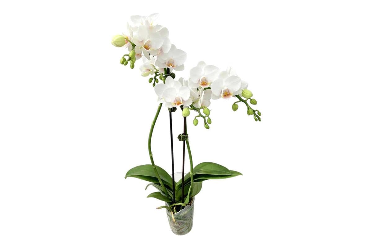 White Double Stem Mini Orchid - 3.5 Inch Pot