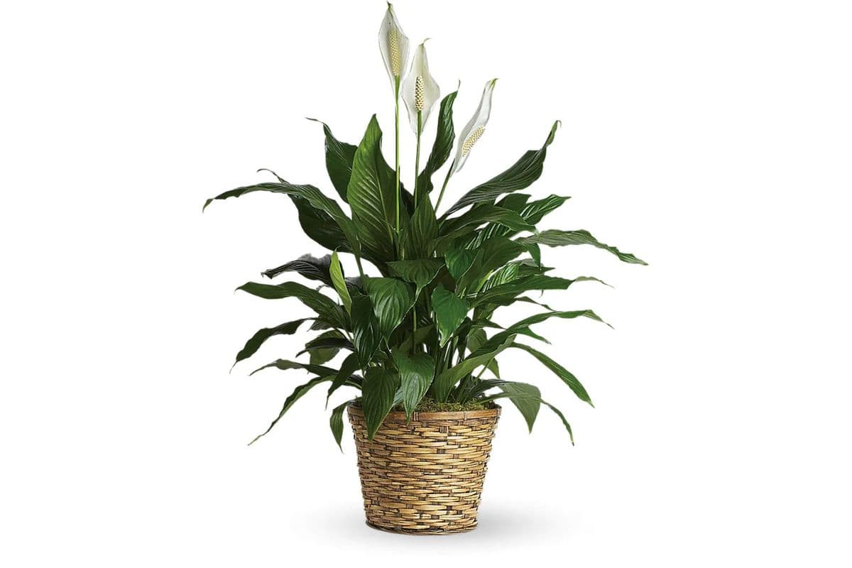 Medium Simply Elegant Spathiphyllum (Peace Lily)