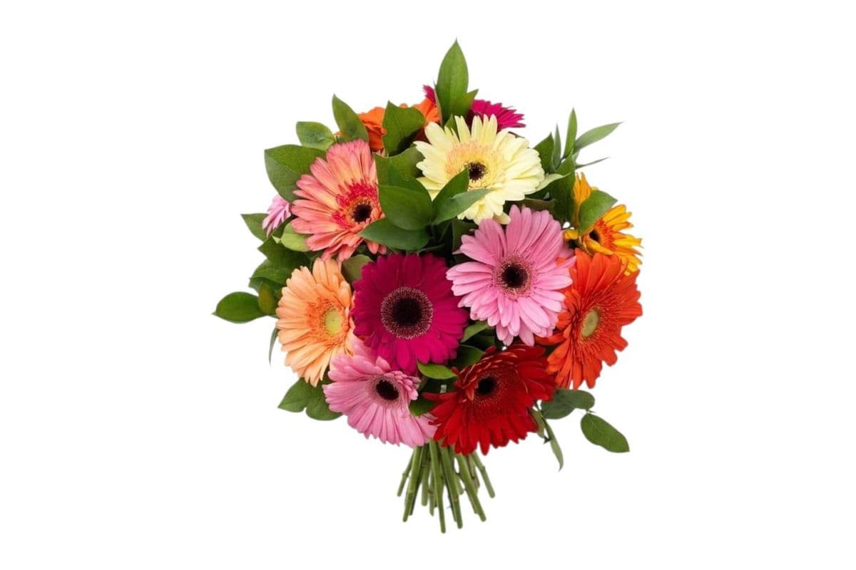 Gerbera Bouquet - 10 Stems