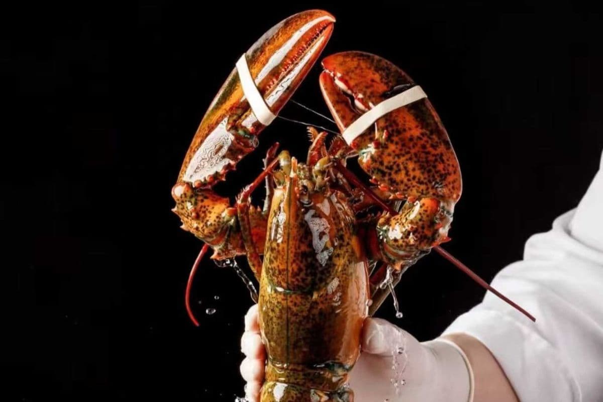 One Jumbo Lobster 大龙虾(2.5lb, come with one free lobster tomalley & seafood fried rice) $85.99