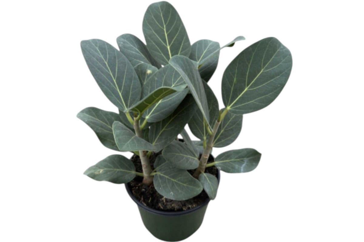 Ficus Audrey - 6 Inch Pot