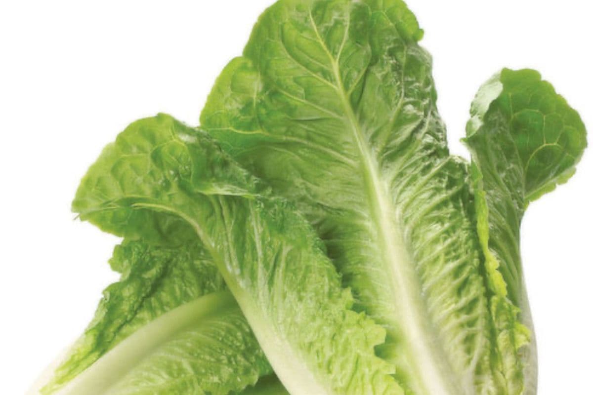Romaine Lettuce