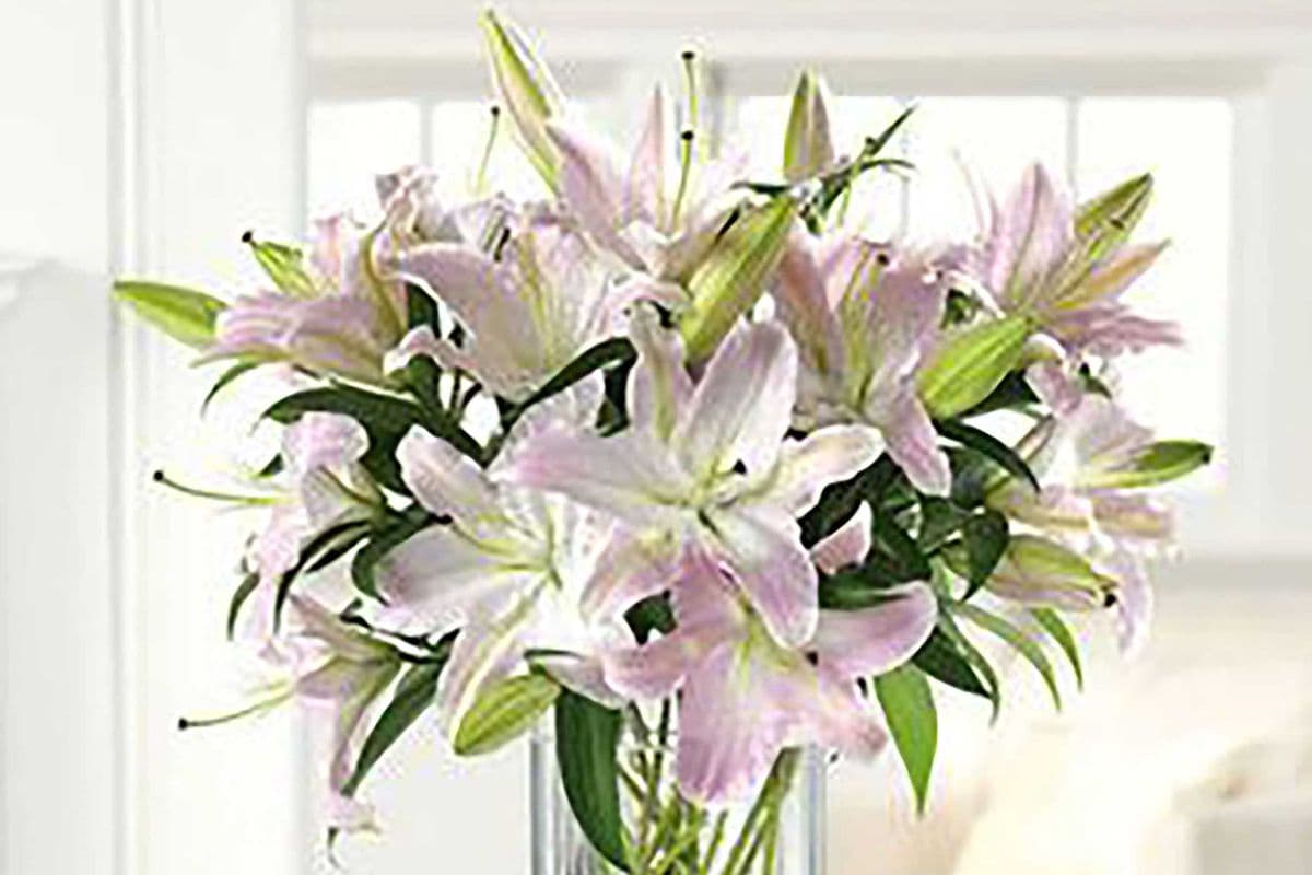 Ooh La La Lilies