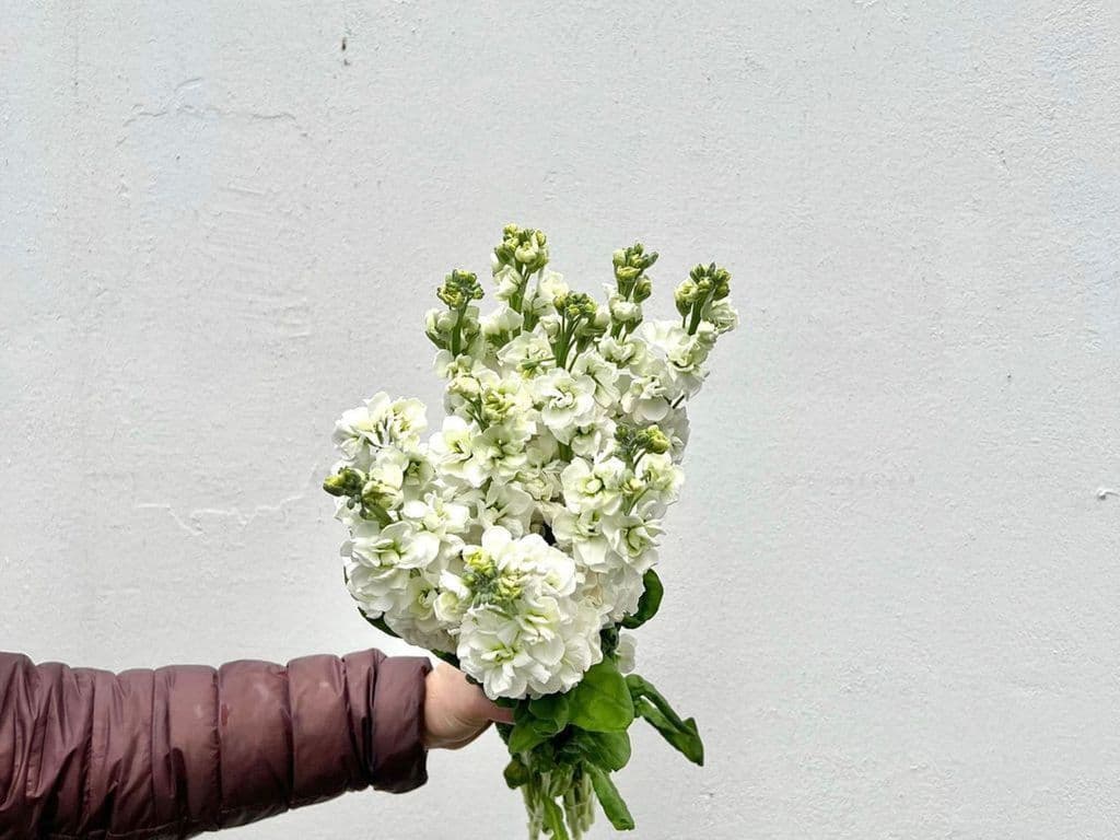 Flowers - Local Stocks White bouquet (5 stems)