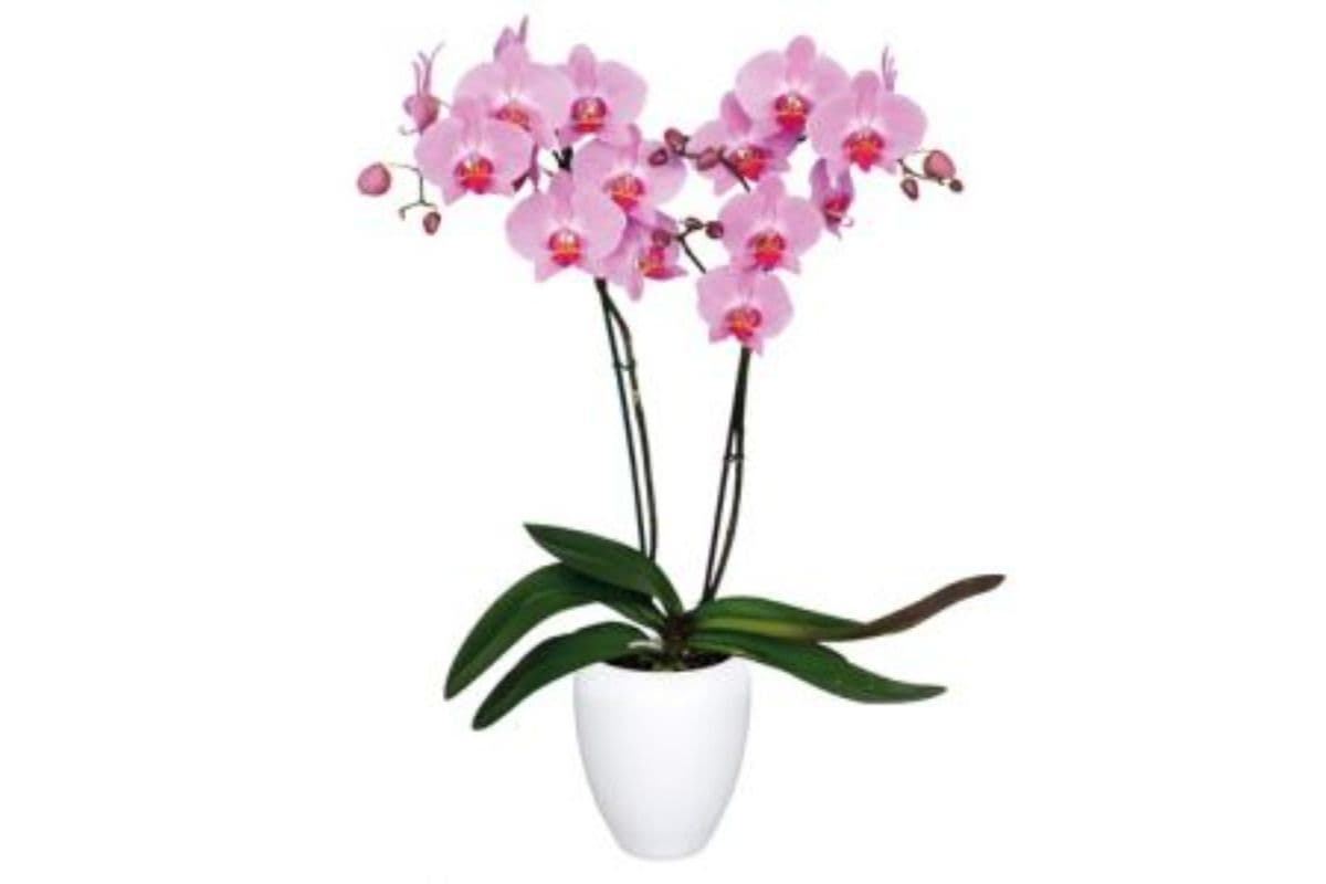 Kendall Orchid