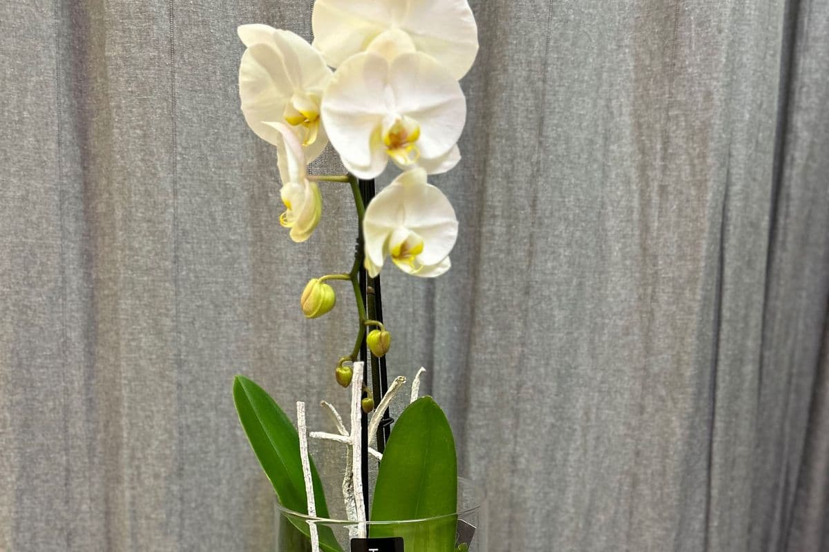 White Cascading Orchid