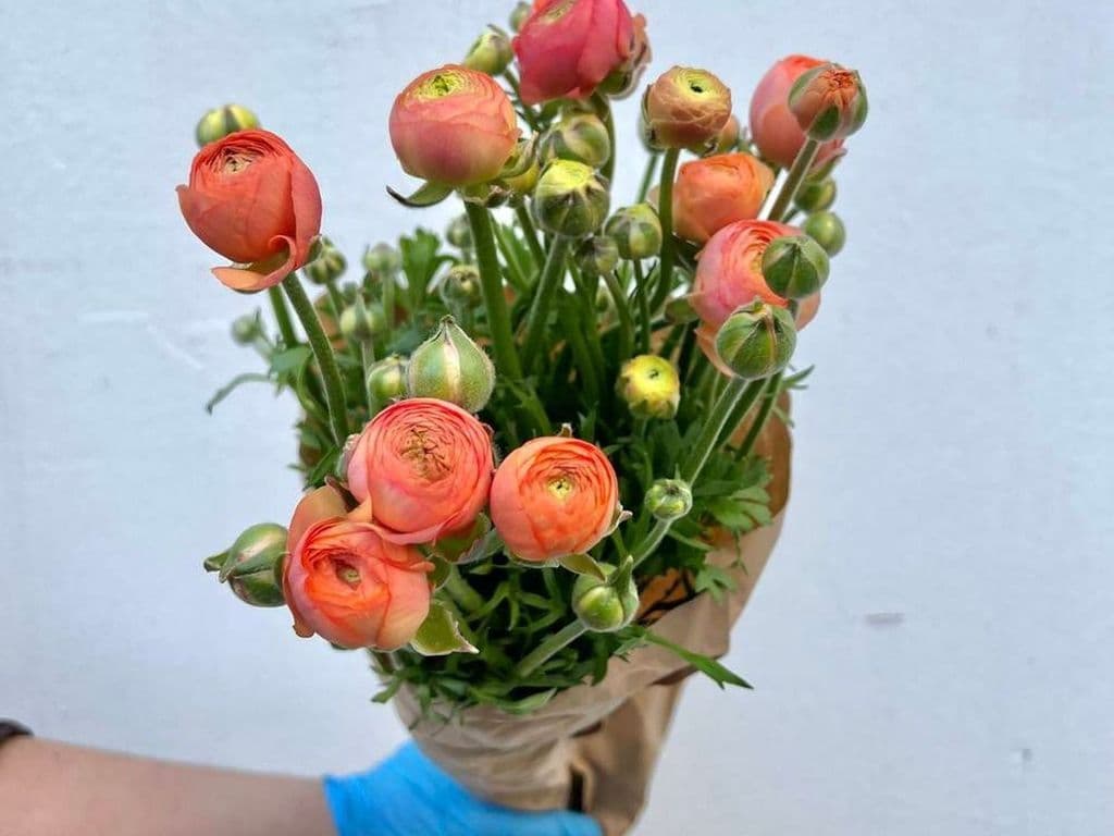Local Flowers - Ranunculus Coral (10 Stems)