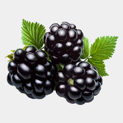 Mûres (170g) / Blackberries (170g)