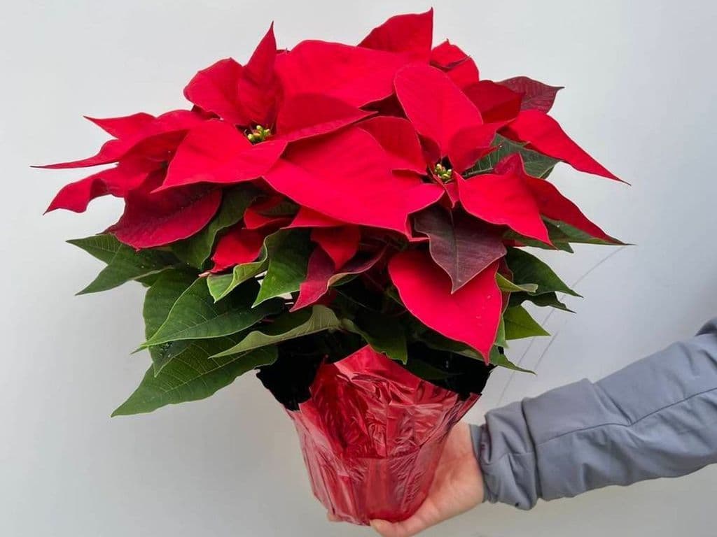 Flowers - Poinsettias potted