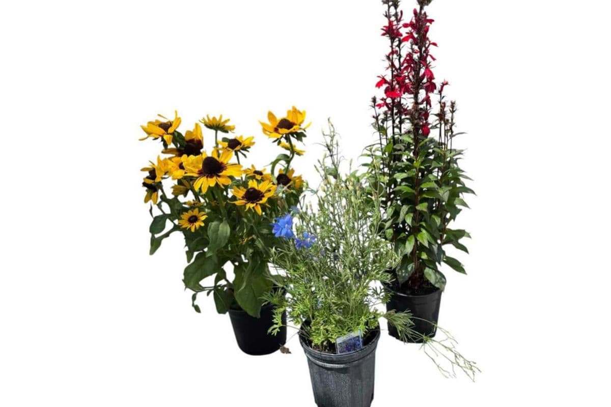 Assorted Perennial Trio - 6 Inch Pot