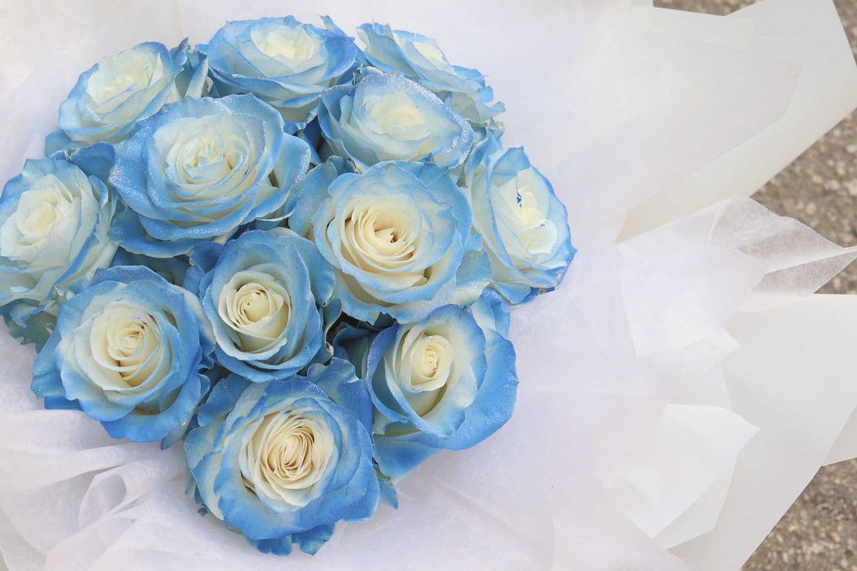 R3. Icy Blue Bouquet (12 Icy Blue Roses)