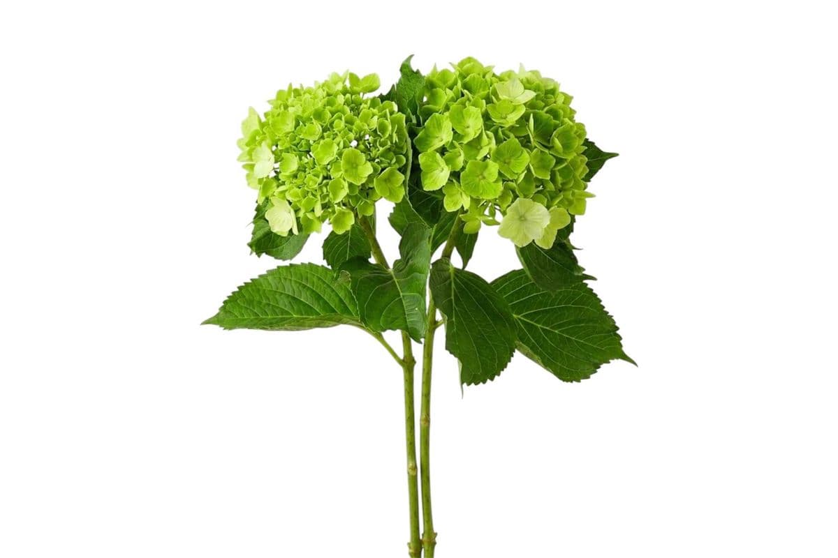 Mini Green Hydrangea - 2 Stems