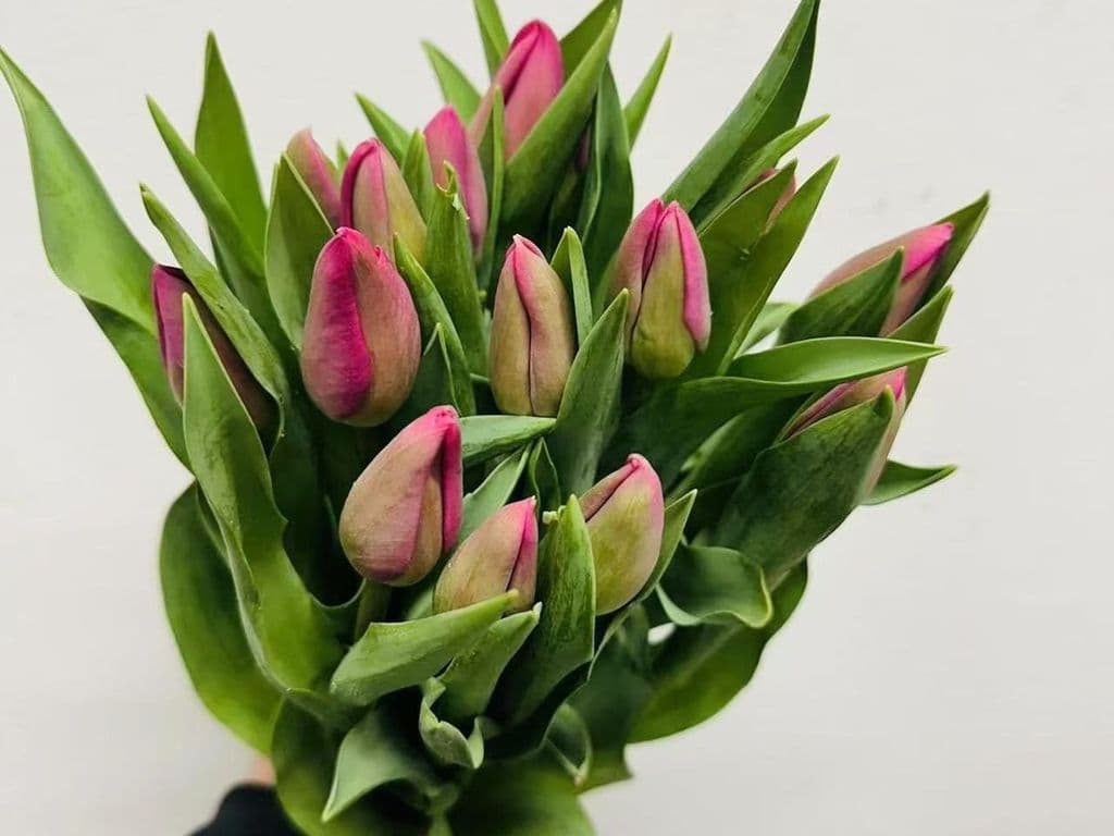 Local Flowers - Local Tulips Dark Pink (10 stems) (LOCAL BC)