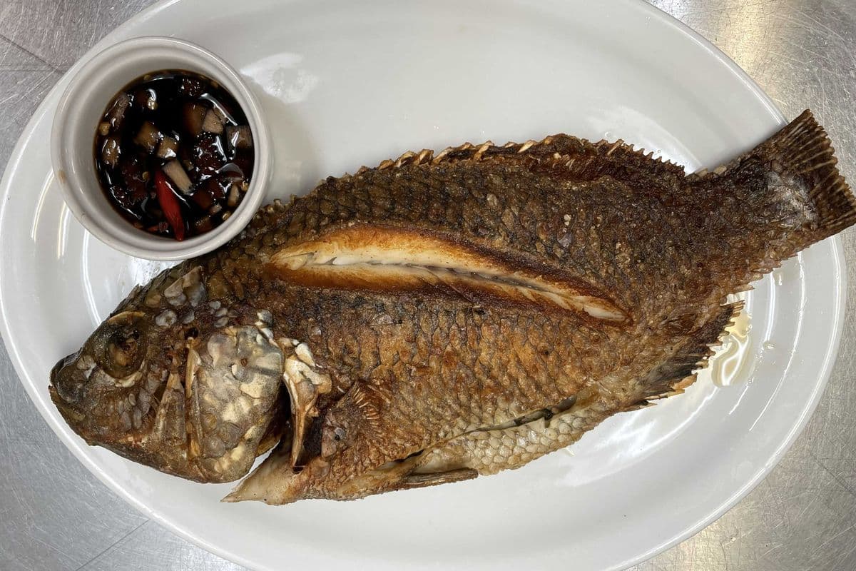 Tilapia