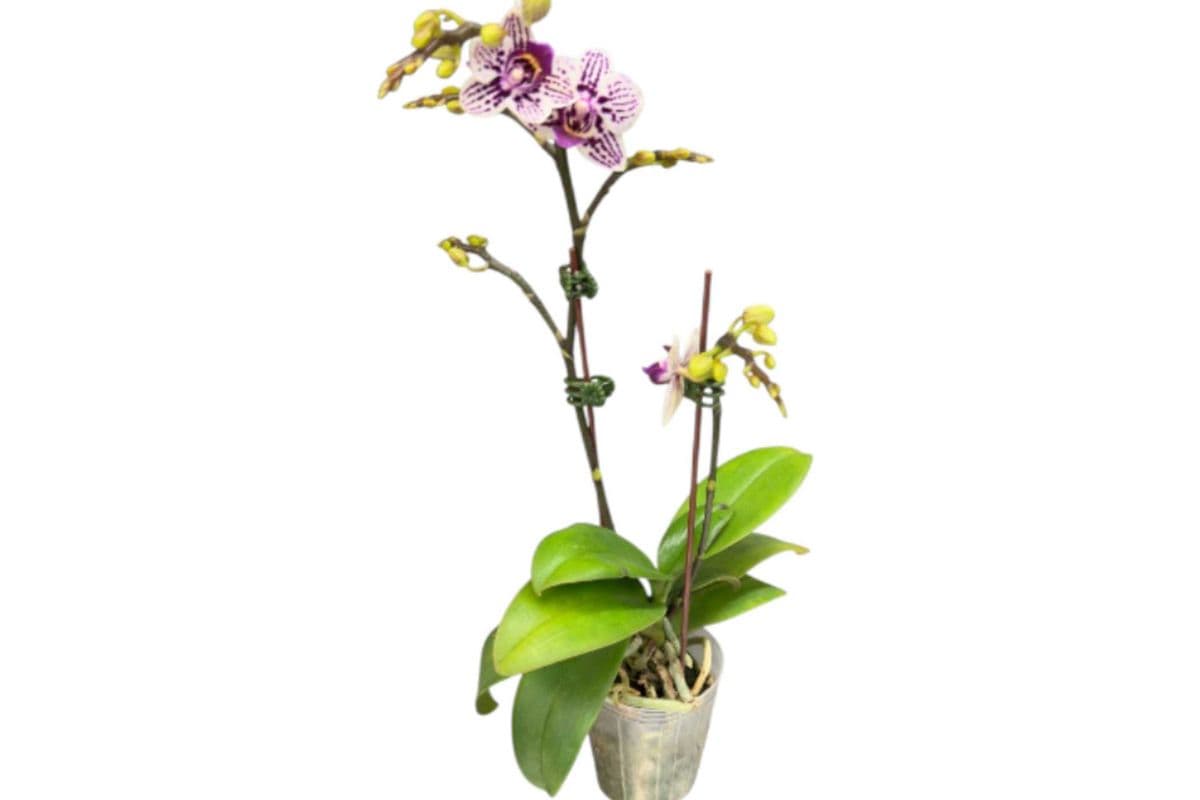 White with Purple Double Stem Mini Orchid - 3.5 Inch Pot