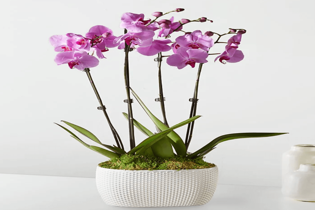 Pink Orchid Haven