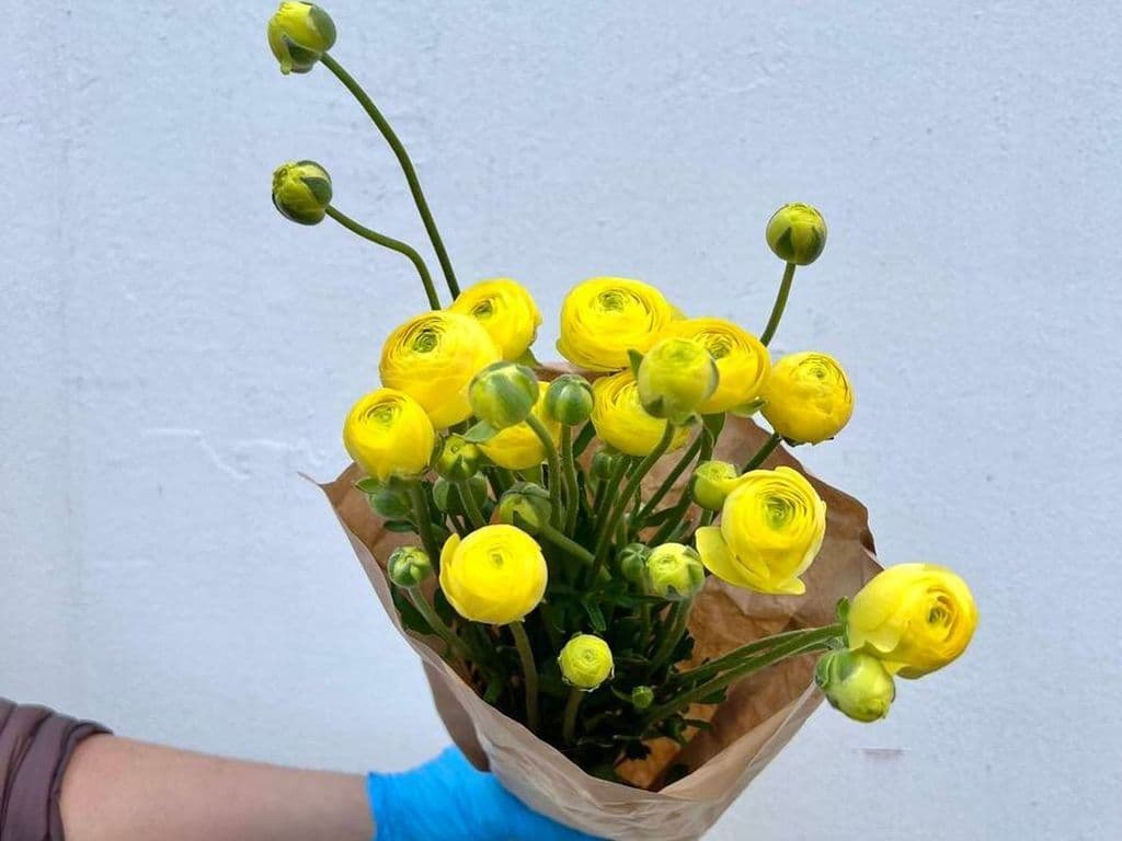 Local Flowers - Ranunculus Yellow (10 Stems)