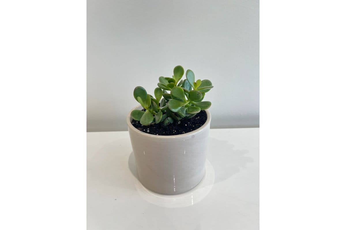 Medium Jade