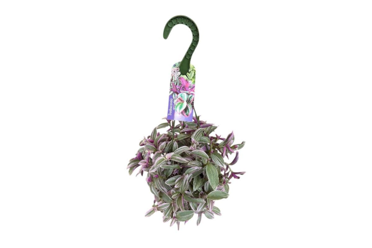 Tradescantia 'Nanouk' Hanging Basket - 6 Inch Pot
