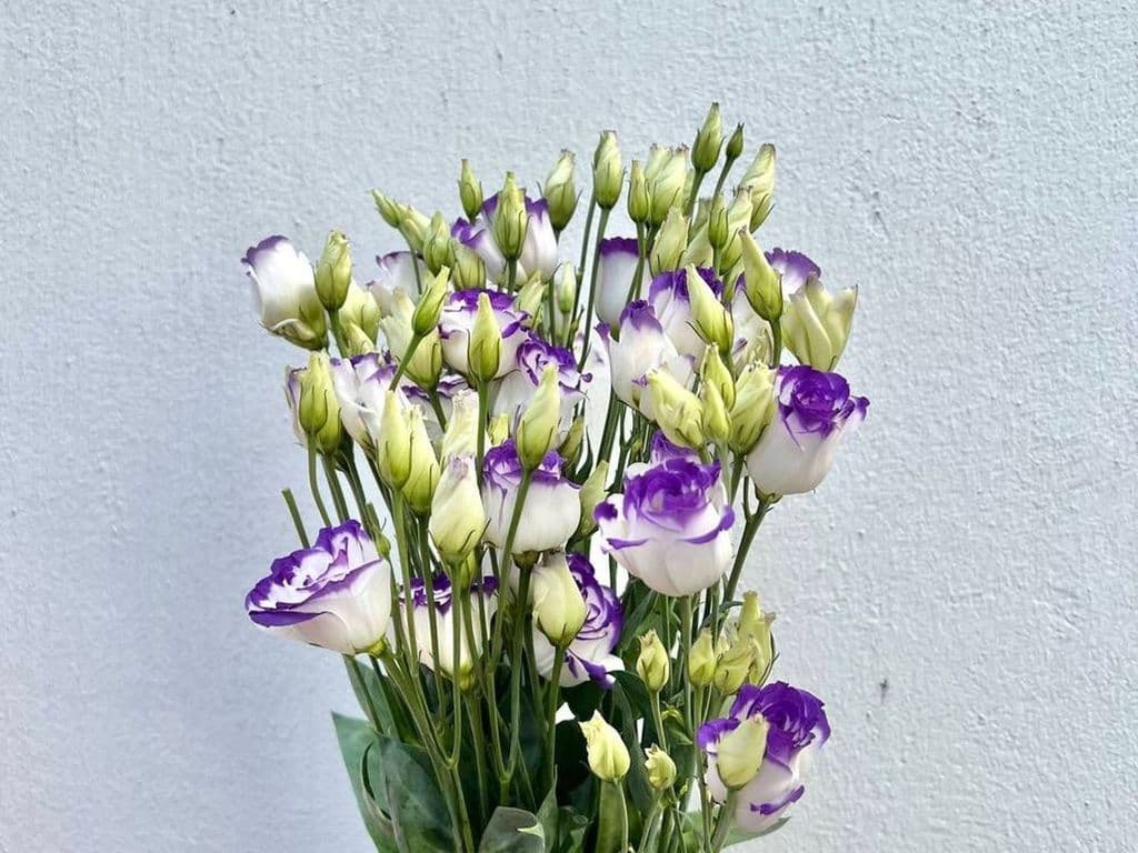 Flowers - Local Lisianthus Purple & White (5 stems)
