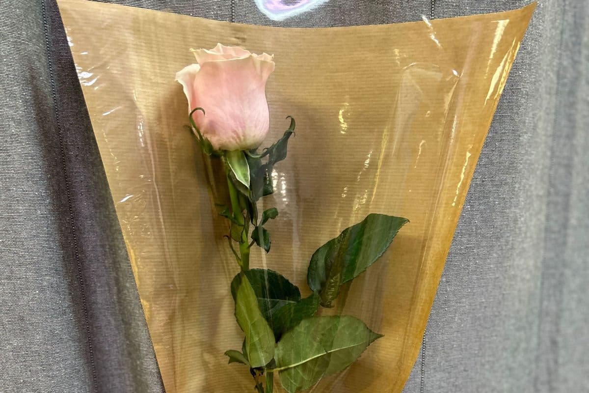 Love Kiss - 1 Pink Rose