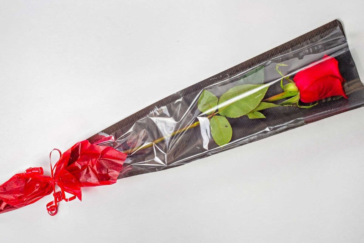 Single Rose