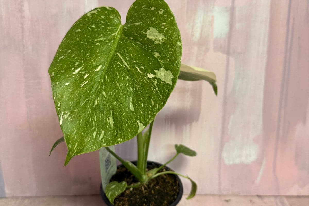 4" Monstera Thai Constellation