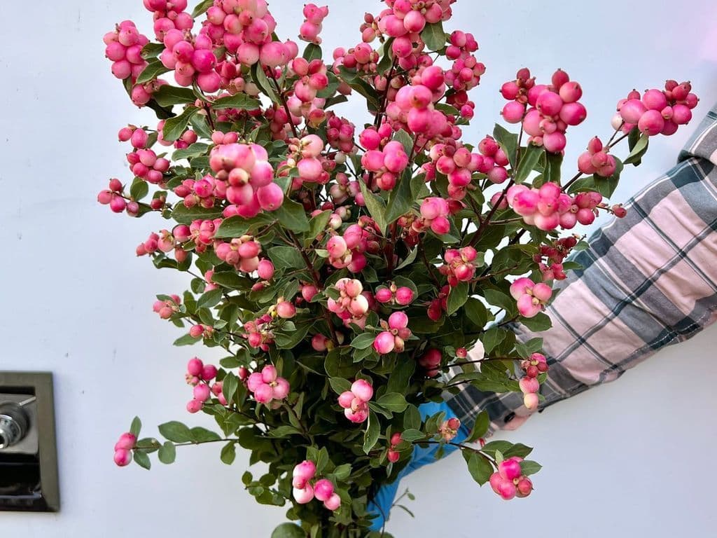 Flowers - Winterberry Pink (10 stems)