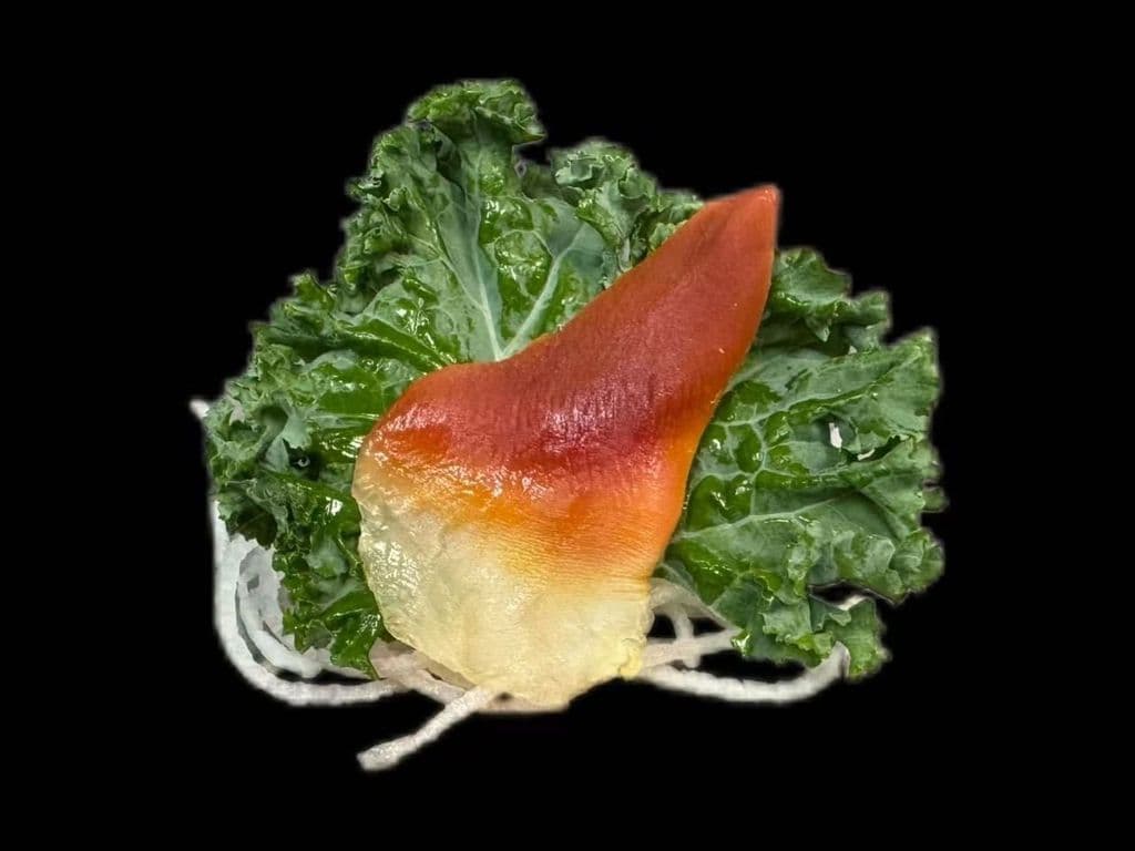 Surf Clam SA(6pcs)