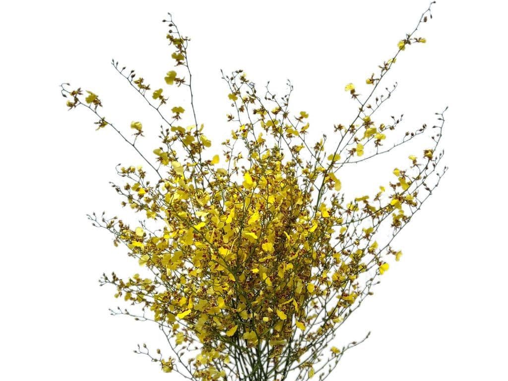 Flowers - Oncidium 10 stems