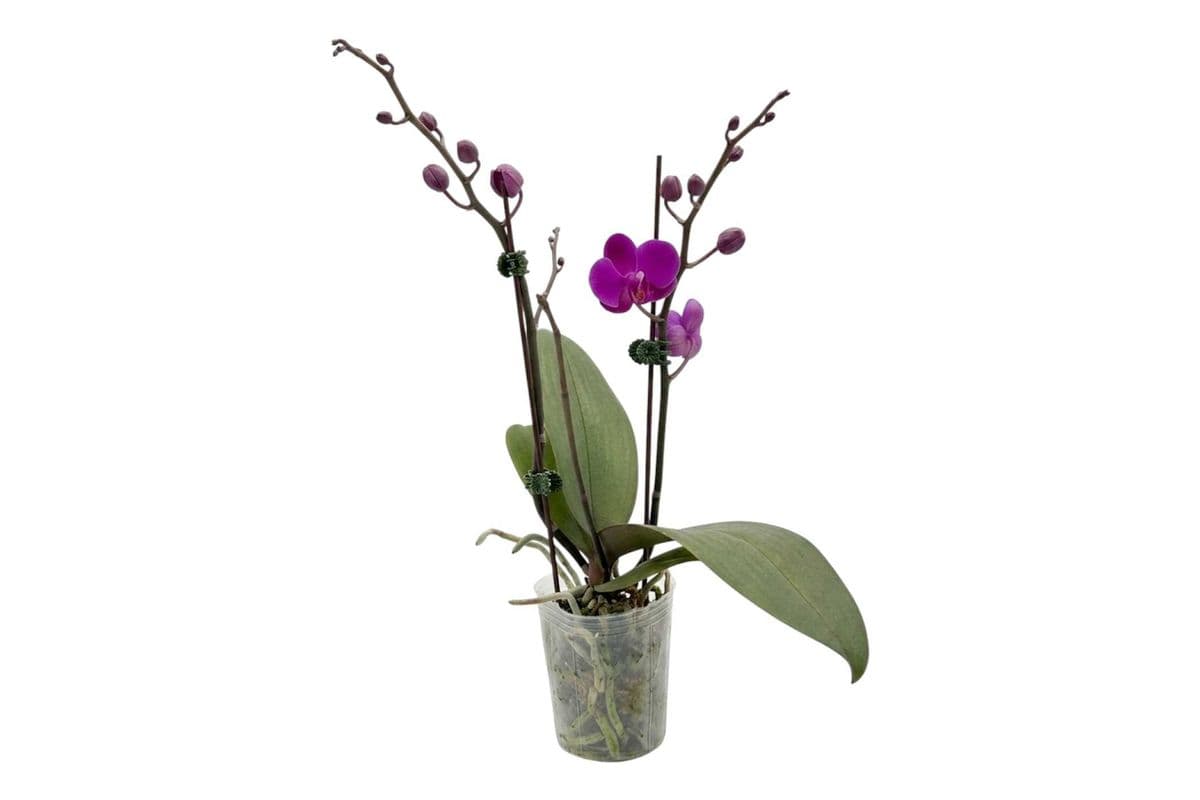 Purple Double Stem Mini Orchid - 3.5 Inch Pot