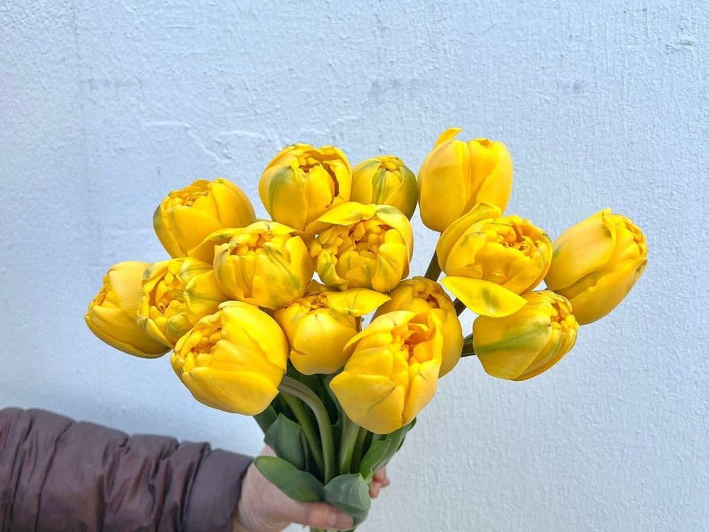 Flower - Double Tulips Yellow (10 stems)
