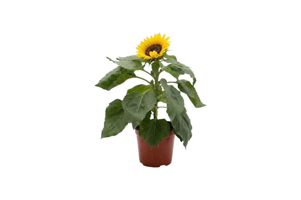 Potted Sunflower - 5 Inch Pot