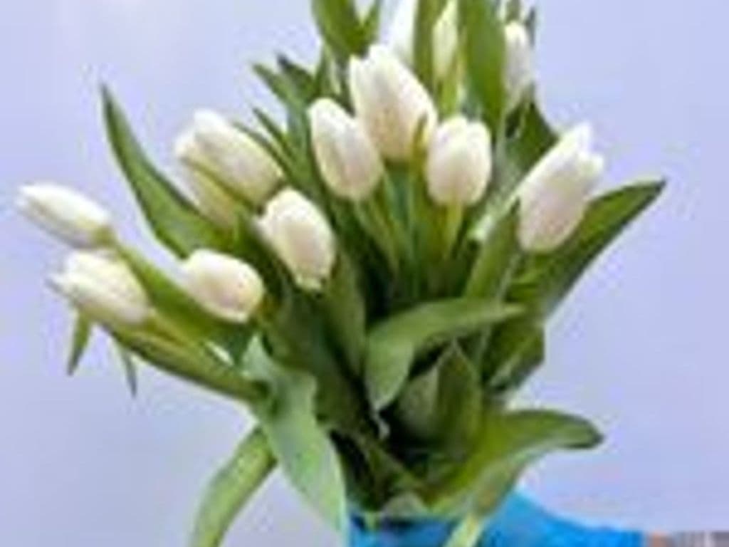 Loca Flowers - Local Tulips White (10 stems)