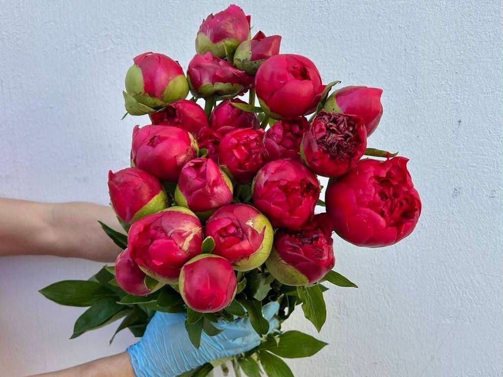 Flowers - Peonies Red (5 stems)