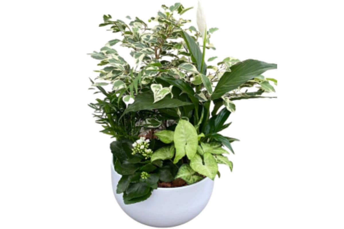 White Plant Garden