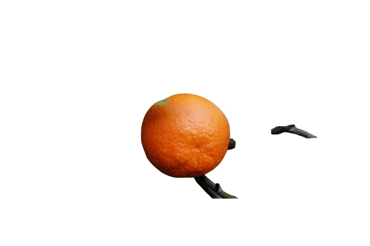 Tangerine