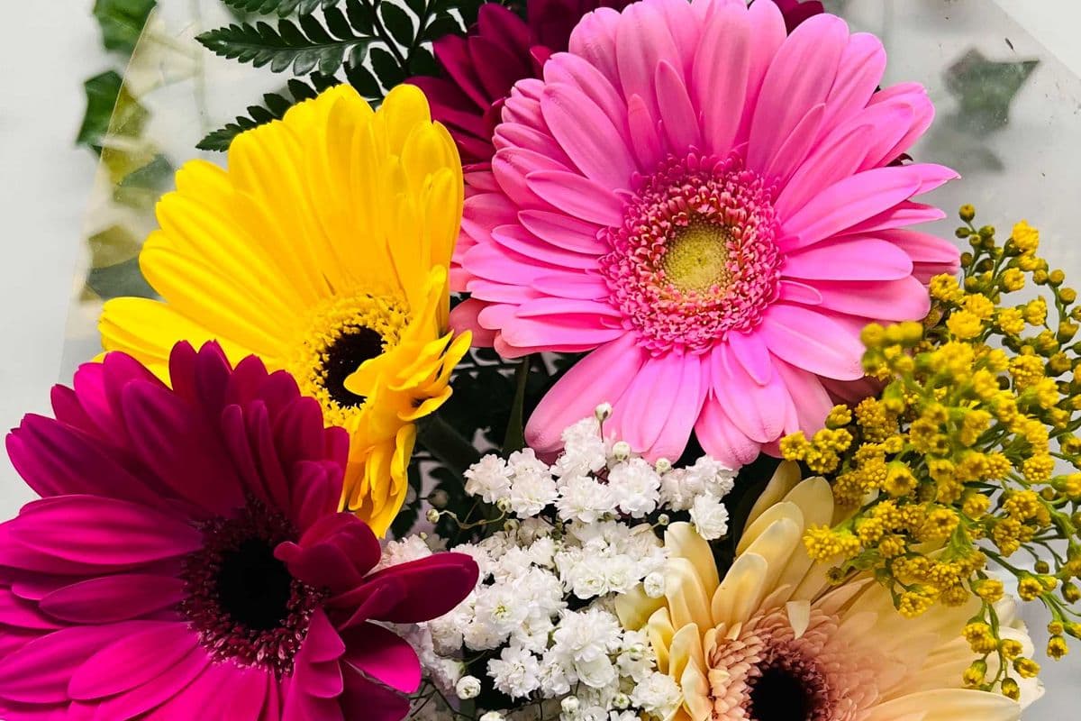 Rainbow Gerbera Bouquets