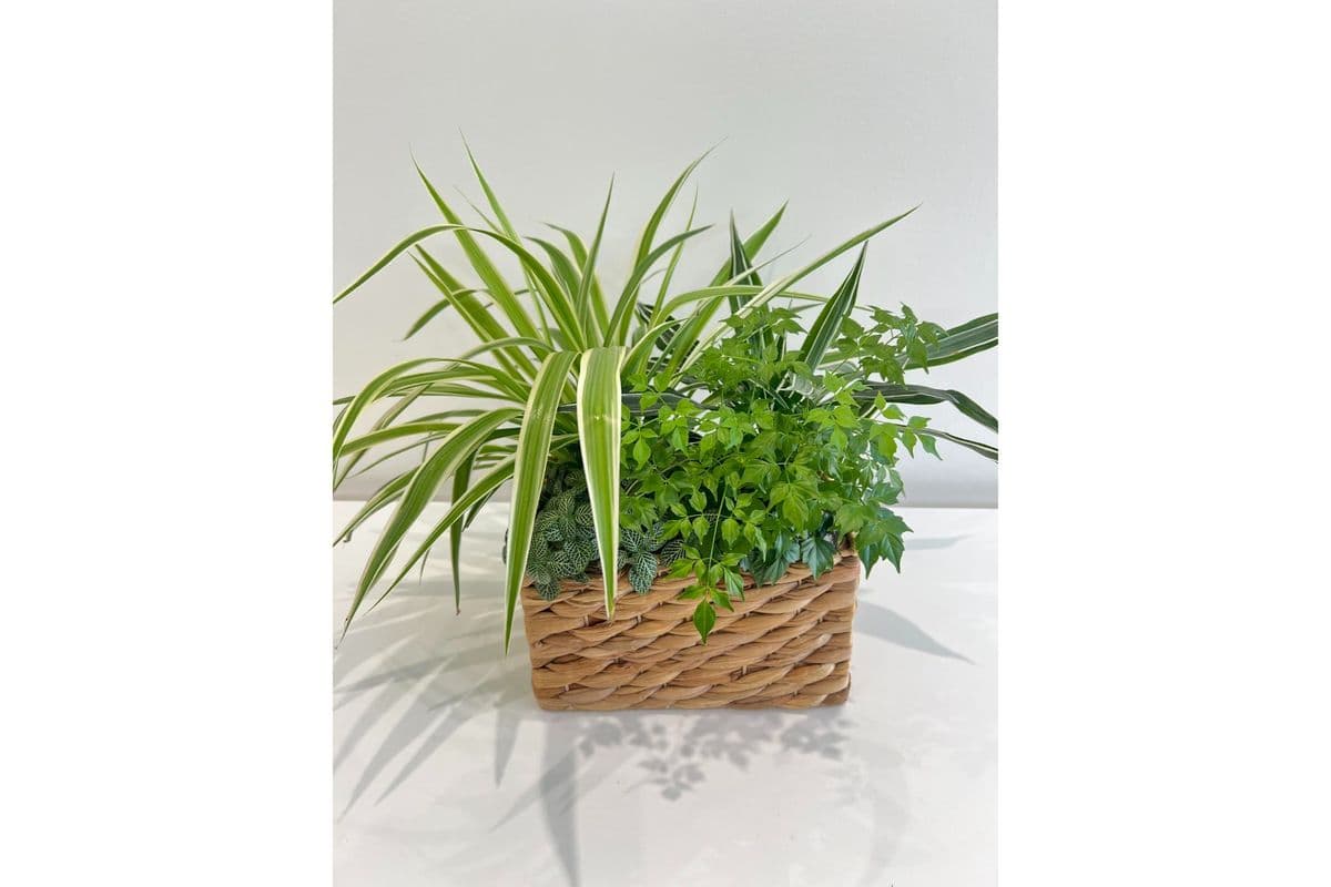 Assorted Planter