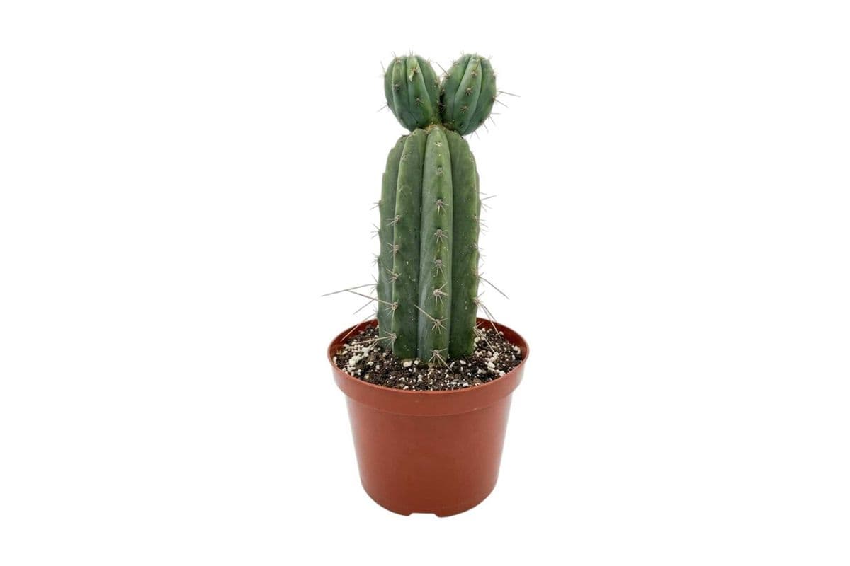 Cactus (D) - 8 Inch Pot