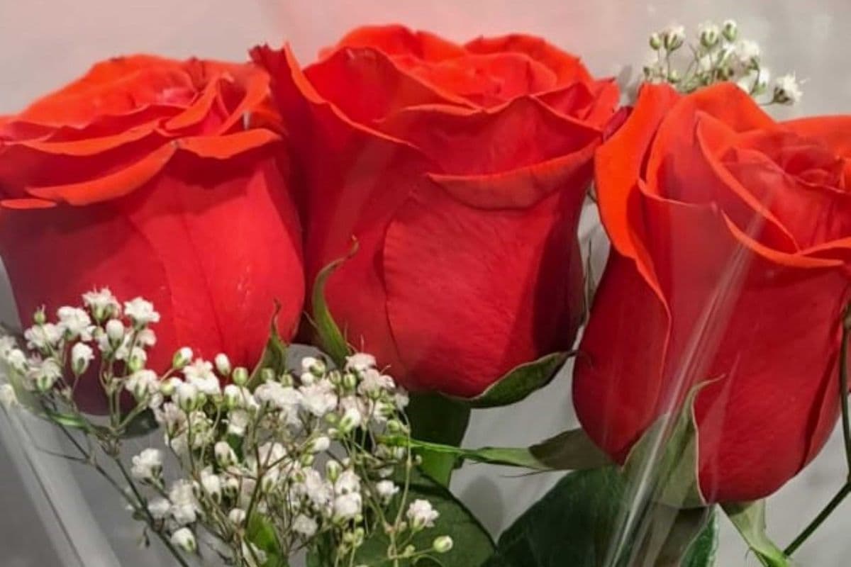 3 Red Roses with Baby Breath