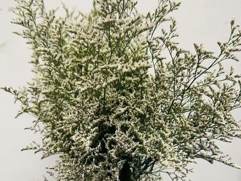 Local Flowers - Limonium Misty (Bunch)