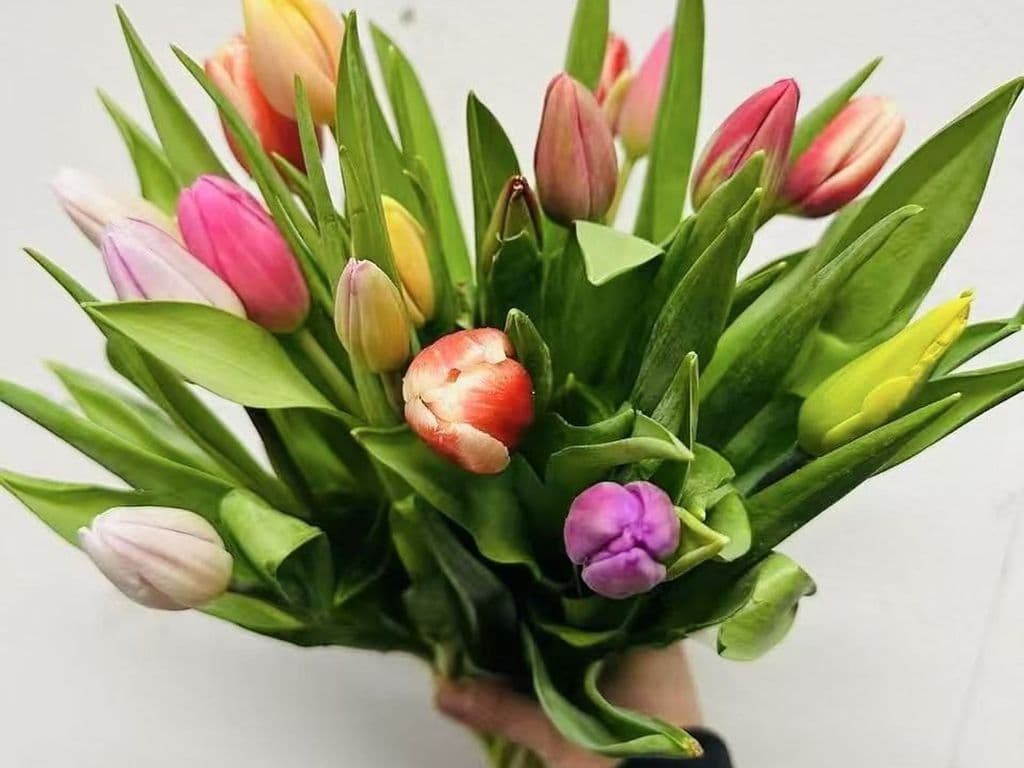Local Flowers - Local Tulips Mixed colors (10 stems) (LOCAL BC)